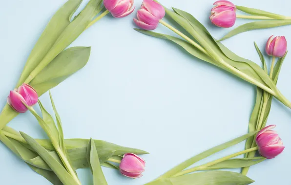 Flowers, Tulips, Background