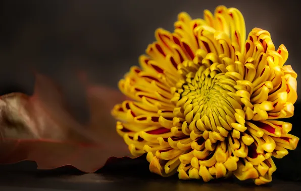 Autumn, flower, macro, the dark background, petals, yellow, chrysanthemum, oak leaf