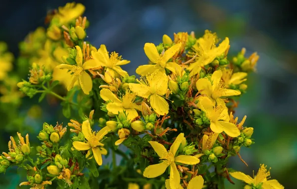 Picture summer, macro, flowers, yellow, field, St. John's wort