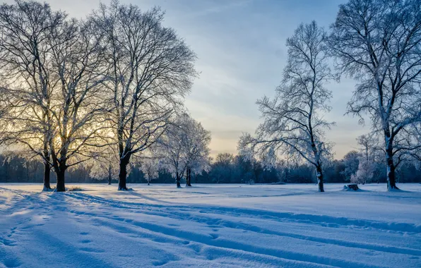 Winter, snow, trees, traces, Russia, Alexander Berezutsky