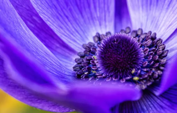 Picture flower, macro, lilac, petals