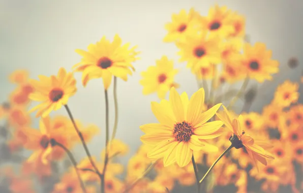Picture flowers, stems, petals, bokeh, yellow flowers
