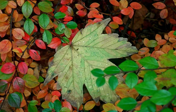 Autumn, leaves, water, drops, Rosa