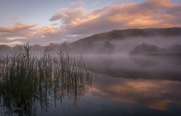 Forest, fog, lake, hills, morning