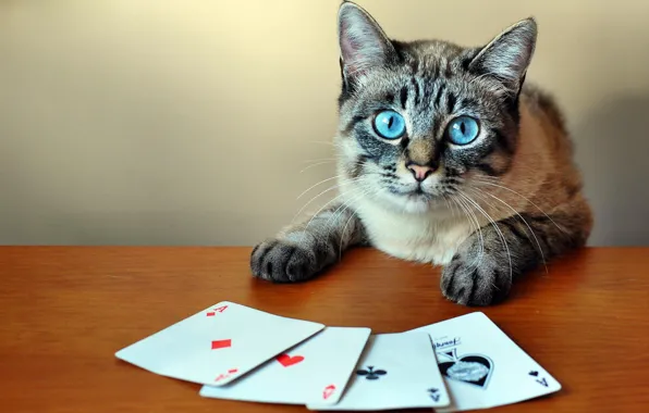 Card, cat, Kare