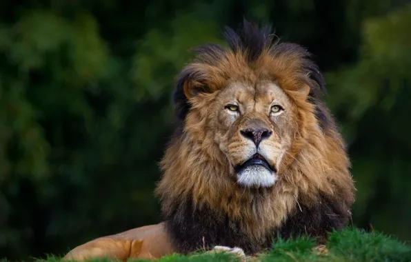 Look, face, nature, portrait, Leo, lies, green background, bokeh