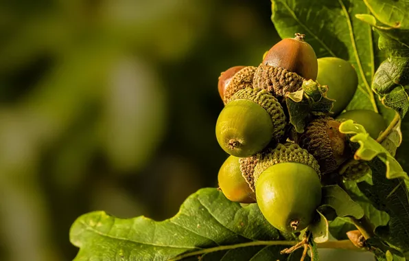 Picture leaves, photo, acorns