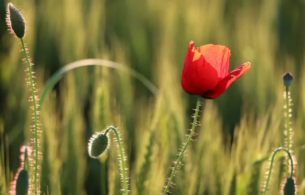 Field, flower, summer, light, red, stems, glade, one
