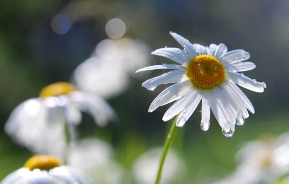 Picture drops, macro, Rosa, petals, Daisy