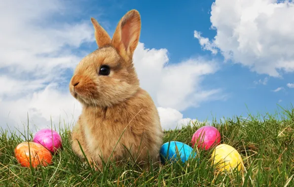 Grass, glade, eggs, spring, rabbit, Easter, painted