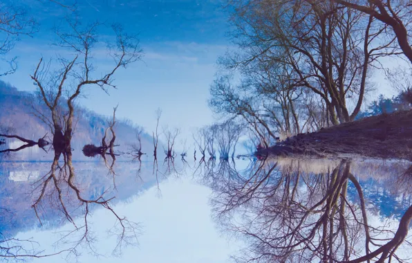 Picture trees, landscape, lake, reflection, shore