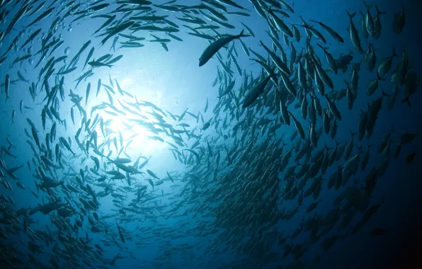 Picture sea, light, bubbles, blue, fish, underwater world, cant