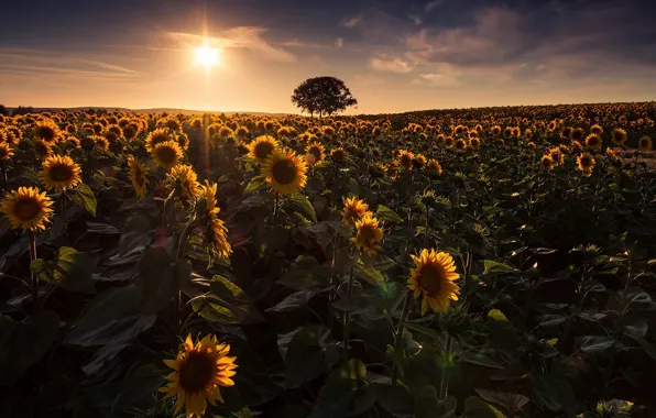 Picture field, summer, sunflowers