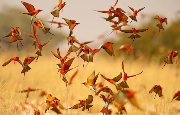 Picture flight, birds, bright, wings, pack, bee-eaters, the bee-eaters
