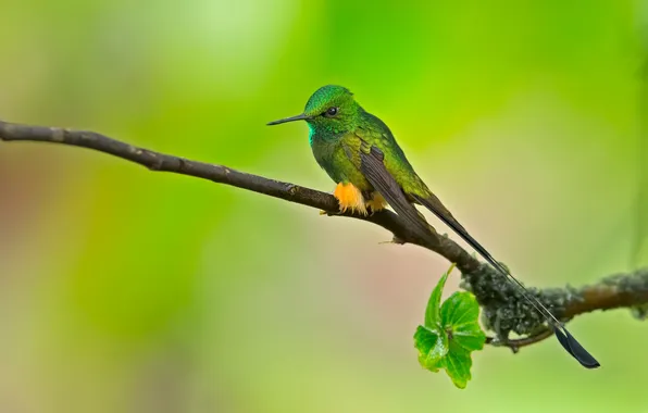 Bird, branch, Hummingbird, bird, green, green background