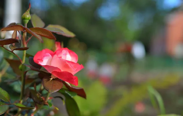 Flower, rose, garden shrub