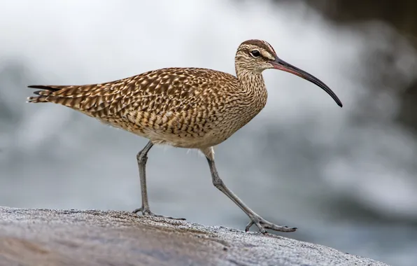 Bird, beak, Whimbrel