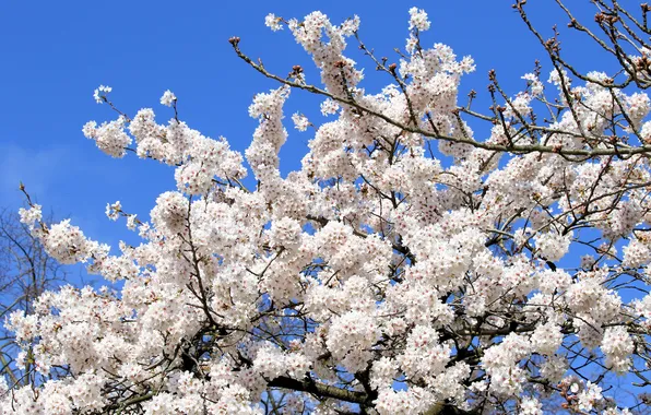 The sky, flowers, branches, cherry, blue, tree, spring, Sakura