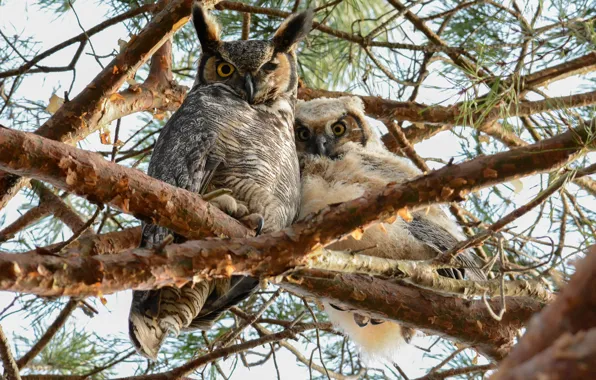 Picture trees, branches, owl