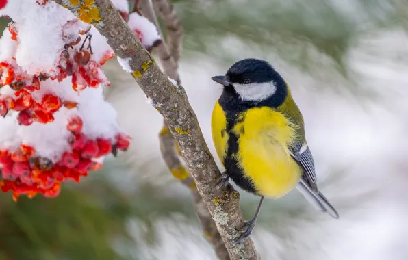 Winter, snow, nature, berries, bird, branch, Rowan, bokeh