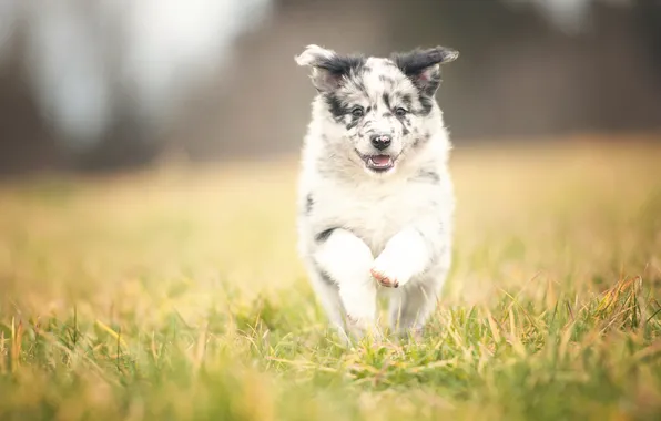 Running, puppy, Border Collie