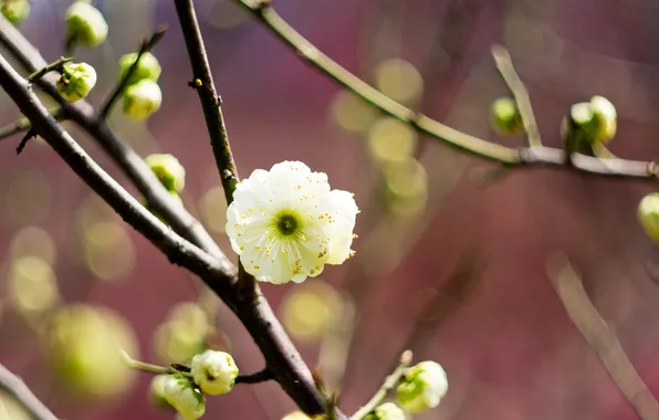 White, flower, macro, tree, branch, spring, blur, flowering