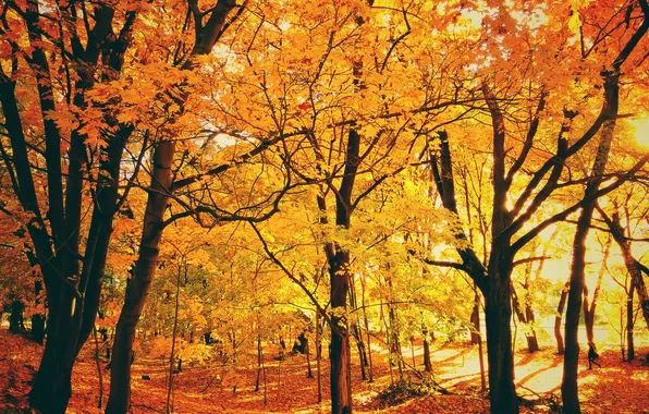 Picture autumn, leaves, trees, Park, sunlight