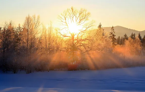 Picture winter, light, trees, landscape, morning
