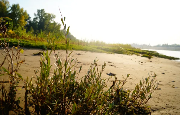Sand, beach, grass, water, the sun, nature, Rosa, river