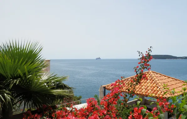 Sea, blue, coast, Flowers, Dubrovnik, Dubrovnik