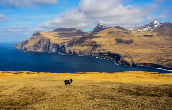 Sea, clouds, mountains, island, shadow, black sheep