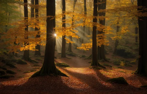 Autumn, forest, the sun, rays, light, trees, branches, nature