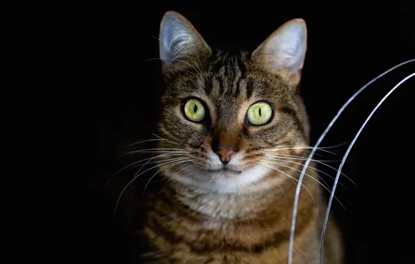 Cat, cat, look, nature, pose, face, striped