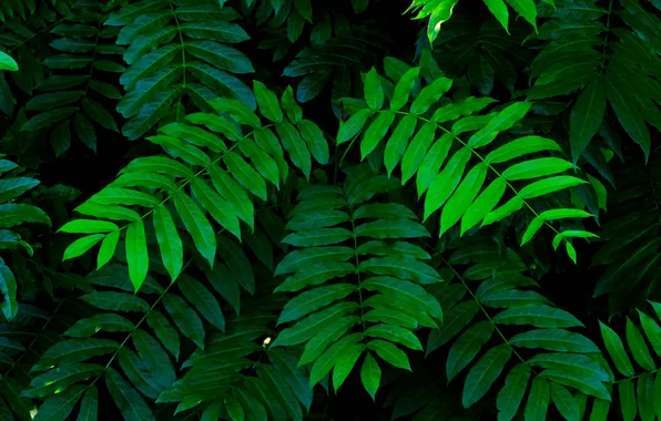Green, leafs, plant, twigs