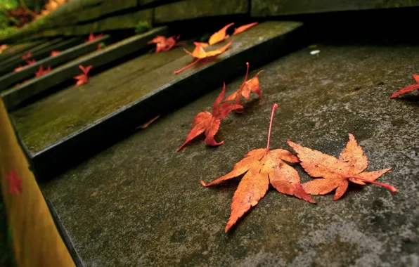 Picture macro, photo, foliage, stage