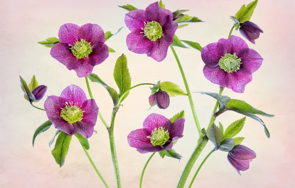 Pink, hellebore, Helleborus