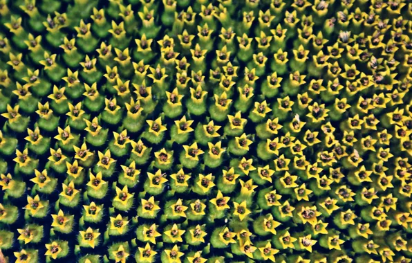 Flower, plant, sunflower, seeds