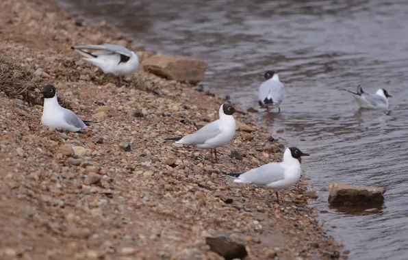 Birds, river, shore, seagulls