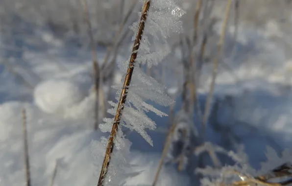 Winter, crystal, snow, nature
