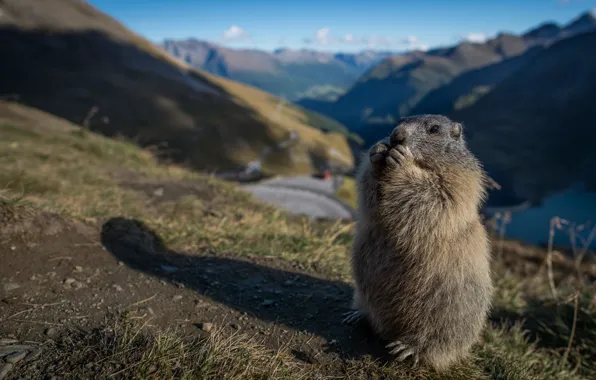 Picture stand, marmot, rodent