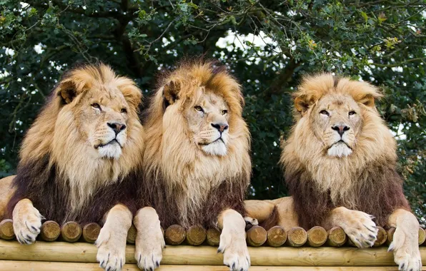 Lions, brothers, trio, Trinity