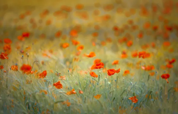 Field, flowers, glade, rye, Maki, red, ears, cereals