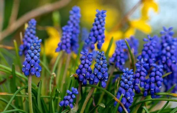 Greens, flowers, stems, bright, spring, garden, flowerbed, blue