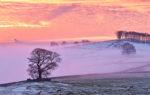 Winter, fog, sheep, morning