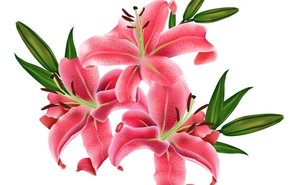 Flowers, Lily, white background, pink, vector graphics
