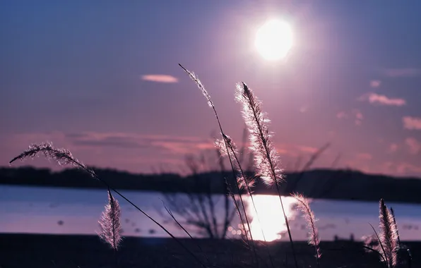 Picture the sky, grass, the sun, macro, lake, plant