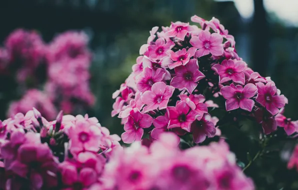 Color, Flower, Plant, Plants, Flower, Flowers, Color, Close-up