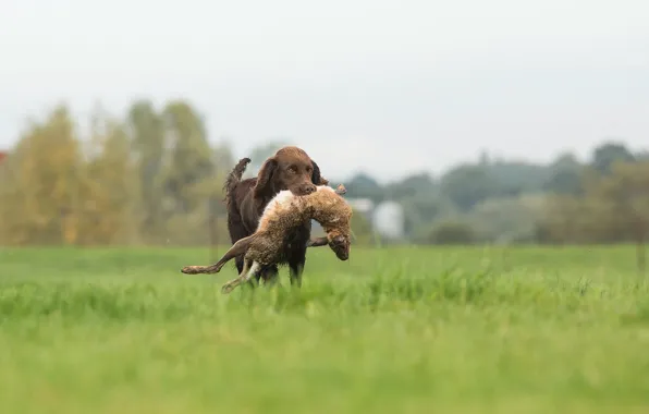 Rabbit, hunter, hunting, prey