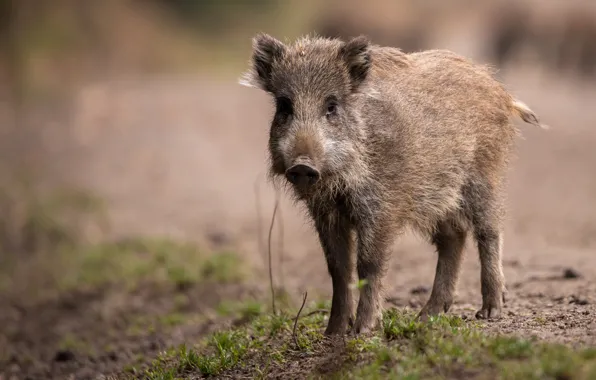 Look, face, nature, background, baby, pig, boar, hog