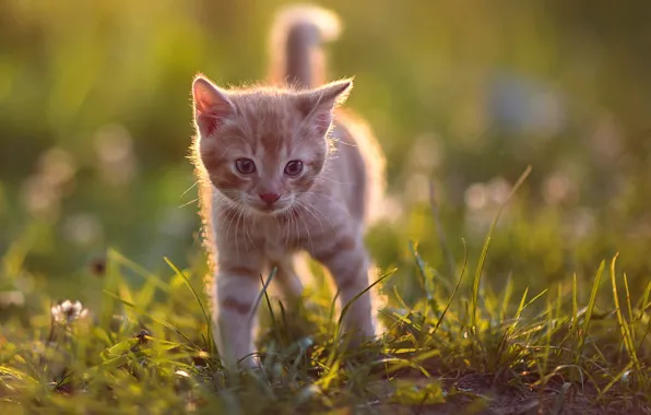 Grass, baby, red, kitty, bokeh